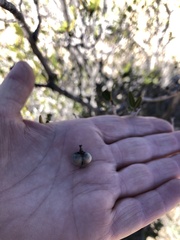 Pleradenophora bilocularis