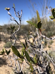 Pleradenophora bilocularis