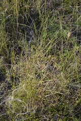 Trinia multicaulis