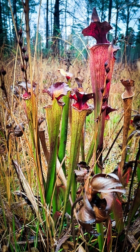 Sarracenia × moorei, photograph 2