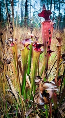 Sarracenia × moorei, photograph (c) Josh, some rights reserved (CC BY)