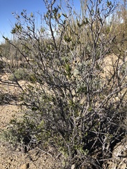 Pleradenophora bilocularis