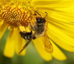 Andrena gravida