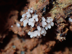 Stemonitidaceae