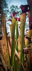 Sarracenia × moorei, photograph (c) Josh, some rights reserved (CC BY)