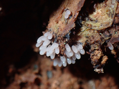 Stemonitidaceae