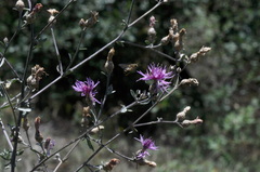 Centaurea paniculata