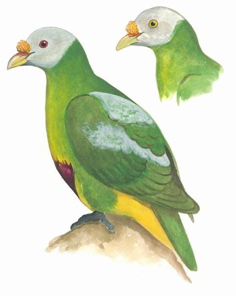 Carunculated Fruit-Dove