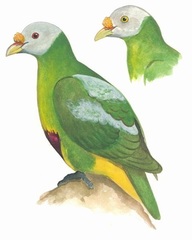 Carunculated Fruit-Dove photo 1