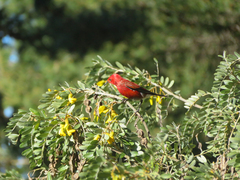 Himatione sanguinea