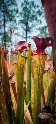 Sarracenia × moorei, photograph 4