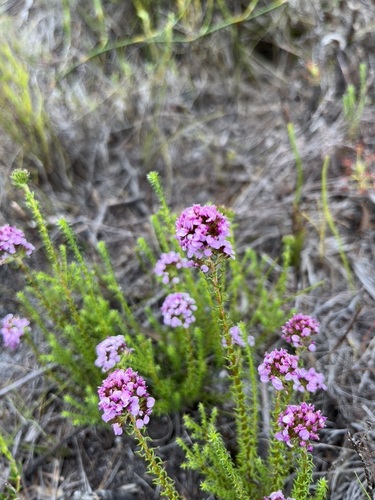 Image of Disparago ericoides by (c) Charleen Brunke, some rights reserved (CC BY)