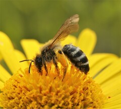 Andrena gravida