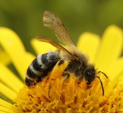 Andrena gravida