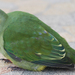 Red-bellied Fruit Dove - Photo (c) Papier K, some rights reserved (CC BY-SA)