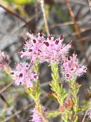 Erica russakiana