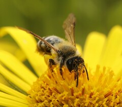 Andrena gravida