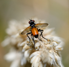 Huttonobesseria verecunda