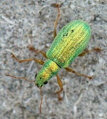 Polydrusus corruscus