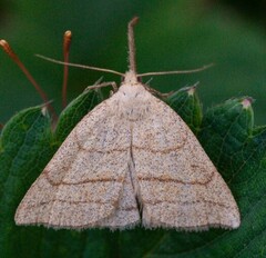 Polypogon tentacularia