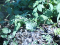 Arrhenatherum elatius