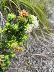 Campylostachys cernua