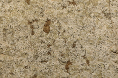 Trapelia placodioides