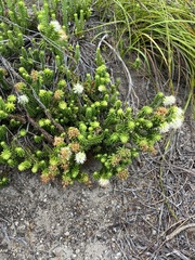 Campylostachys cernua