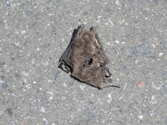 Tadarida brasiliensis