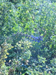 Salvia pratensis
