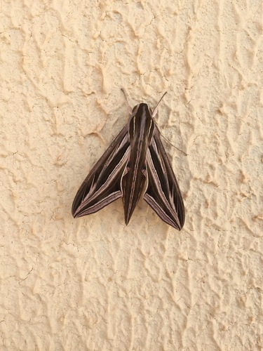 Large striped hawkmoth