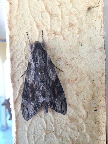 Convolvulus Hawkmoth