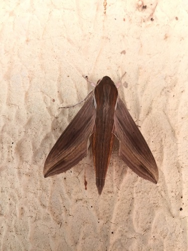 Common Striped Hawkmoth