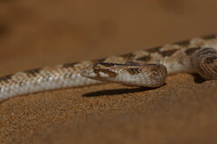 Awl-Headed Snake photo 2