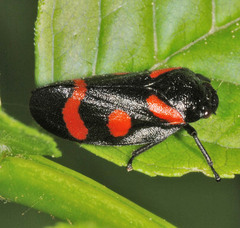 Cercopis