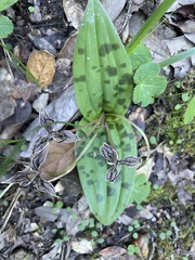 Scoliopus bigelovii