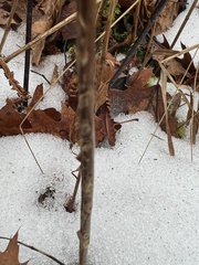 Dryopteris clintoniana