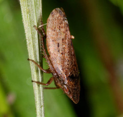 Aphrodes makarovi