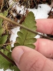 Dryopteris clintoniana
