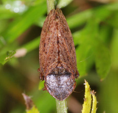 Aphrodes makarovi