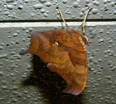 Polygonia interrogationis