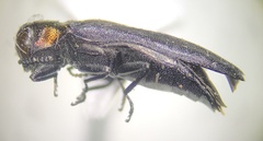 Agrilus ruficollis