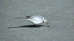 Motacilla alba