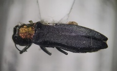 Agrilus ruficollis
