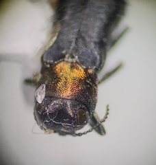 Agrilus ruficollis