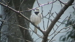 Motacilla alba
