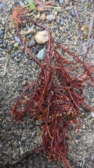 Sarcodiotheca