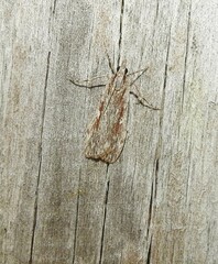 Scoparia indistinctalis