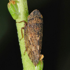 Aphrodes makarovi