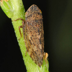 Aphrodes makarovi